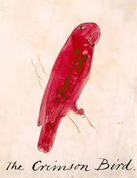 The Crimson Bird, z „Sixteen Drawings of Comic Birds” (pióro i atrament wc na papierze)